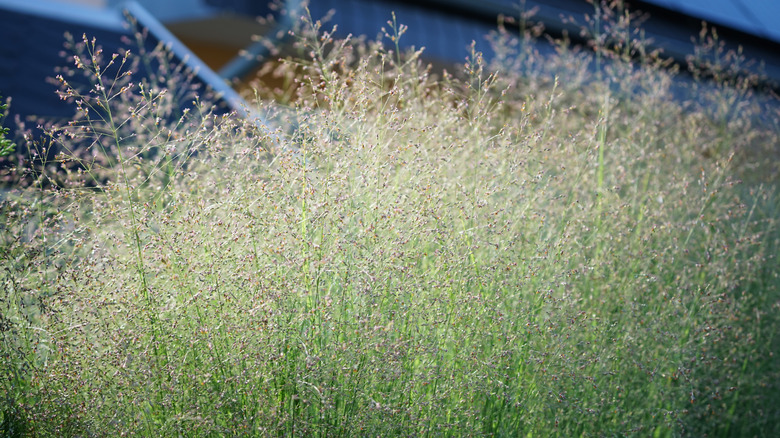 A field of tall switchgrass, used in making bioplastics, in front of a building